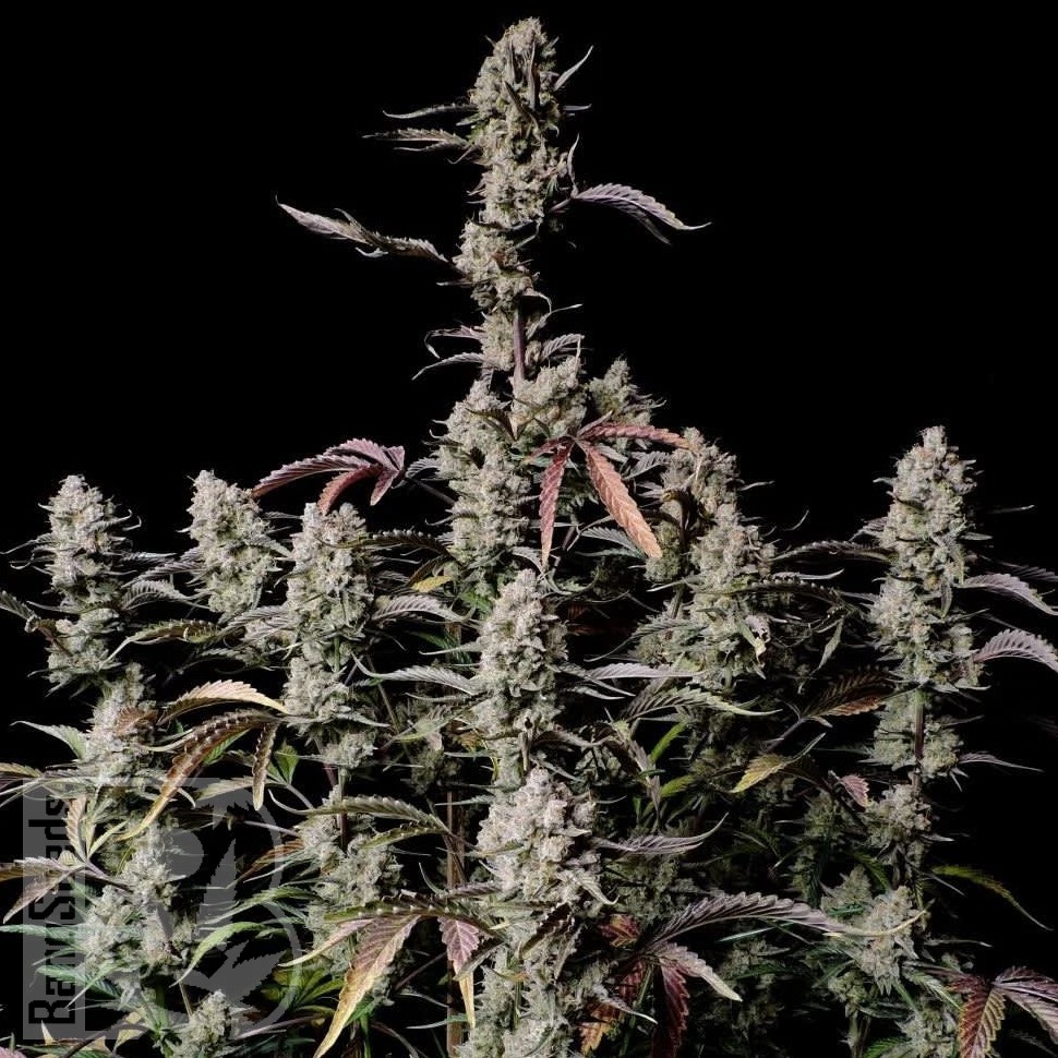 Семена  Auto Lowryder #2 feminised Ganja Seeds Семена  Auto Lowryder #2 feminised Ganja Seeds