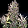 Семена  Auto Lowryder #2 feminised Ganja Seeds Семена  Auto Lowryder #2 feminised Ganja Seeds