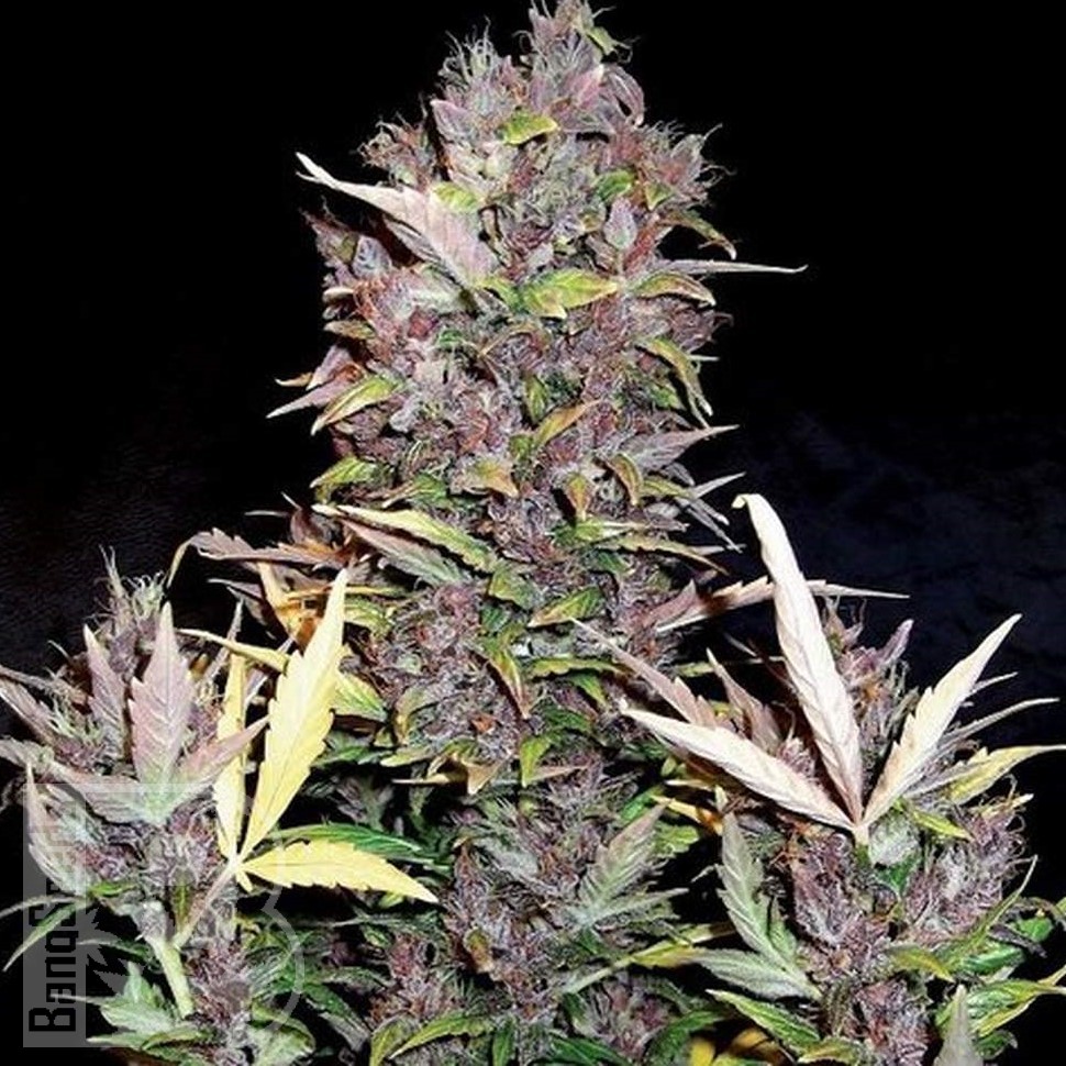 Семена  Auto Lowryder #2 feminised Ganja Seeds Семена  Auto Lowryder #2 feminised Ganja Seeds
