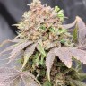 Семена  Auto Lowryder #2 feminised Ganja Seeds Семена  Auto Lowryder #2 feminised Ganja Seeds