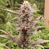 Семена  Auto Lowryder #2 feminised Ganja Seeds Семена  Auto Lowryder #2 feminised Ganja Seeds