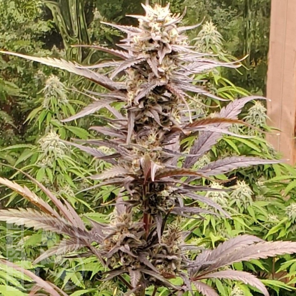 Семена  Auto Lowryder #2 feminised Ganja Seeds Семена  Auto Lowryder #2 feminised Ganja Seeds