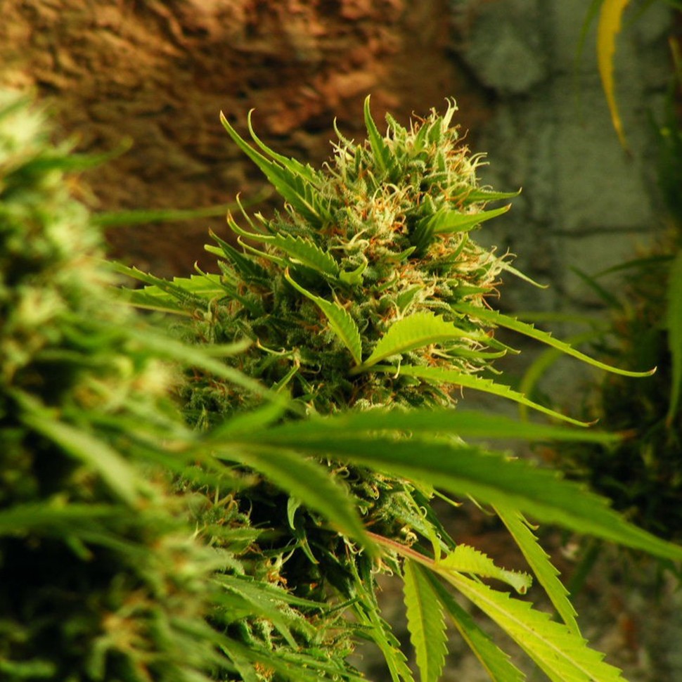 Семена каннабиса  Jack Herer regular Ganja Seeds