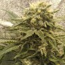 Семена каннабиса  Jack Herer regular Ganja Seeds Семена каннабиса  Jack Herer regular Ganja Seeds
