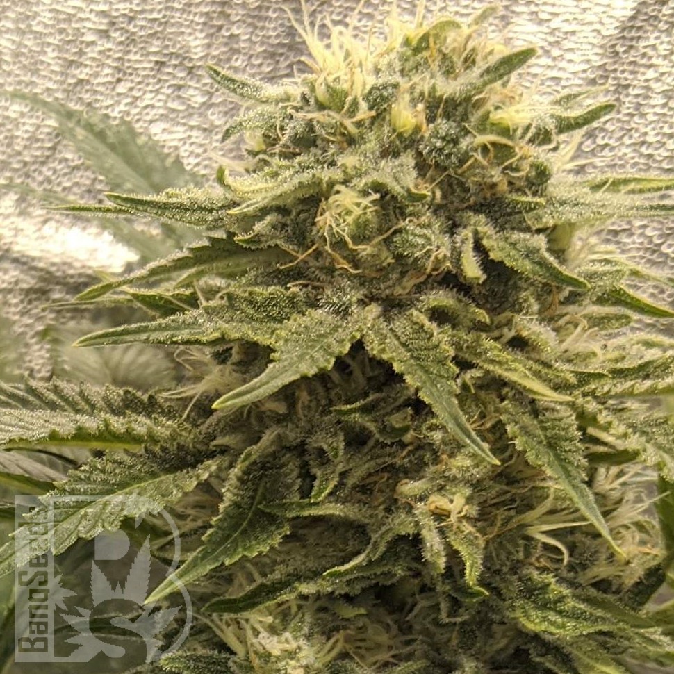 Семена каннабиса  Jack Herer regular Ganja Seeds Семена каннабиса  Jack Herer regular Ganja Seeds