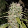 Семена каннабиса  Jack Herer regular Ganja Seeds Семена каннабиса  Jack Herer regular Ganja Seeds
