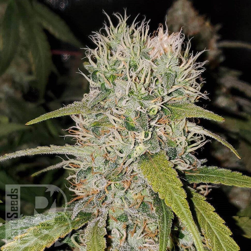 Семена каннабиса  Jack Herer regular Ganja Seeds Семена каннабиса  Jack Herer regular Ganja Seeds