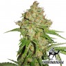 где можно заказать семена конопли Auto White Russian feminised где можно заказать семена конопли Auto White Russian feminised