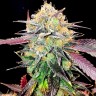 семена конопли Казахстан Auto NHL Diesel feminised Victory Seeds семена конопли Казахстан Auto NHL Diesel feminised Victory Seeds