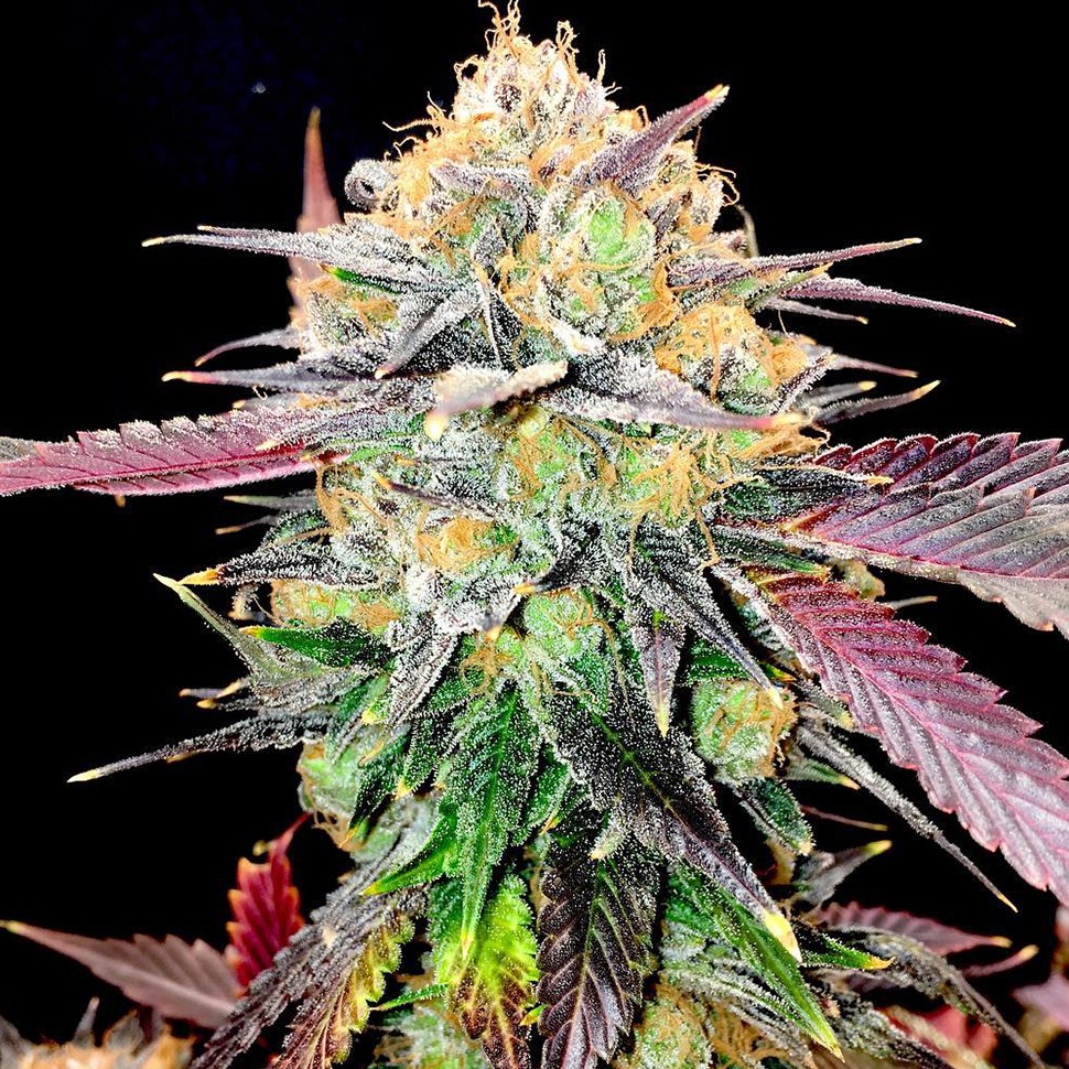 Семена конопли  Auto NHL Diesel feminised Victory Seeds