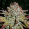 семена конопли индика Auto NHL Diesel feminised Victory Seeds семена конопли индика Auto NHL Diesel feminised Victory Seeds