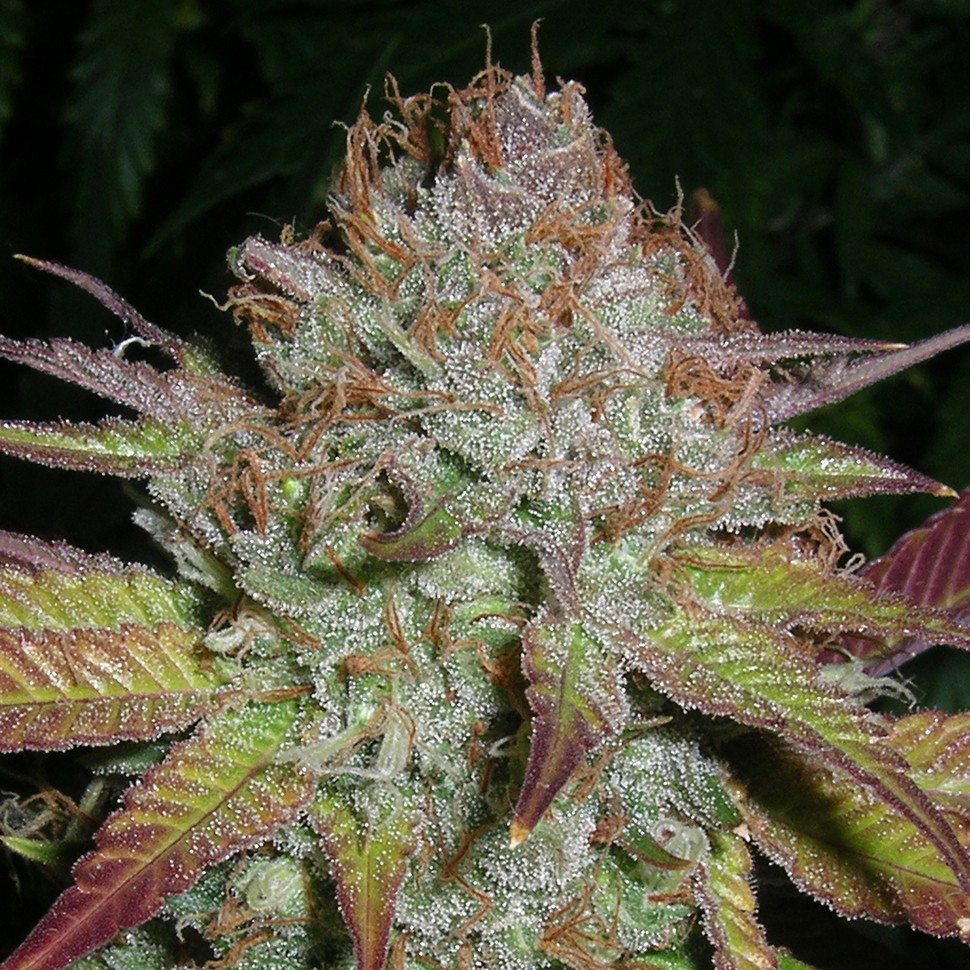 семена конопли индика Auto NHL Diesel feminised Victory Seeds семена конопли индика Auto NHL Diesel feminised Victory Seeds
