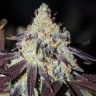 семена конопли для посадки купить Auto NHL Diesel feminised Victory Seeds семена конопли для посадки купить Auto NHL Diesel feminised Victory Seeds