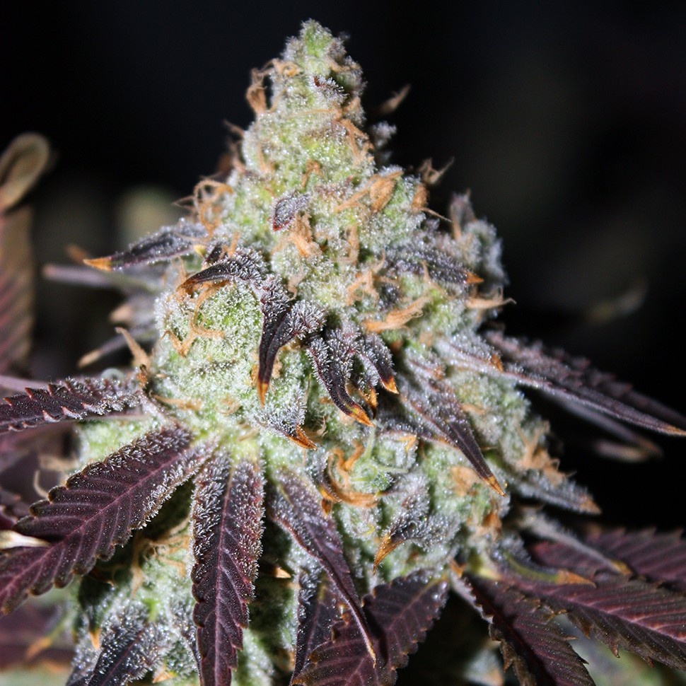 семена конопли для посадки купить Auto NHL Diesel feminised Victory Seeds семена конопли для посадки купить Auto NHL Diesel feminised Victory Seeds