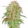 Семена ганжа  AMS feminised Ganja Seeds Семена ганжа  AMS feminised Ganja Seeds