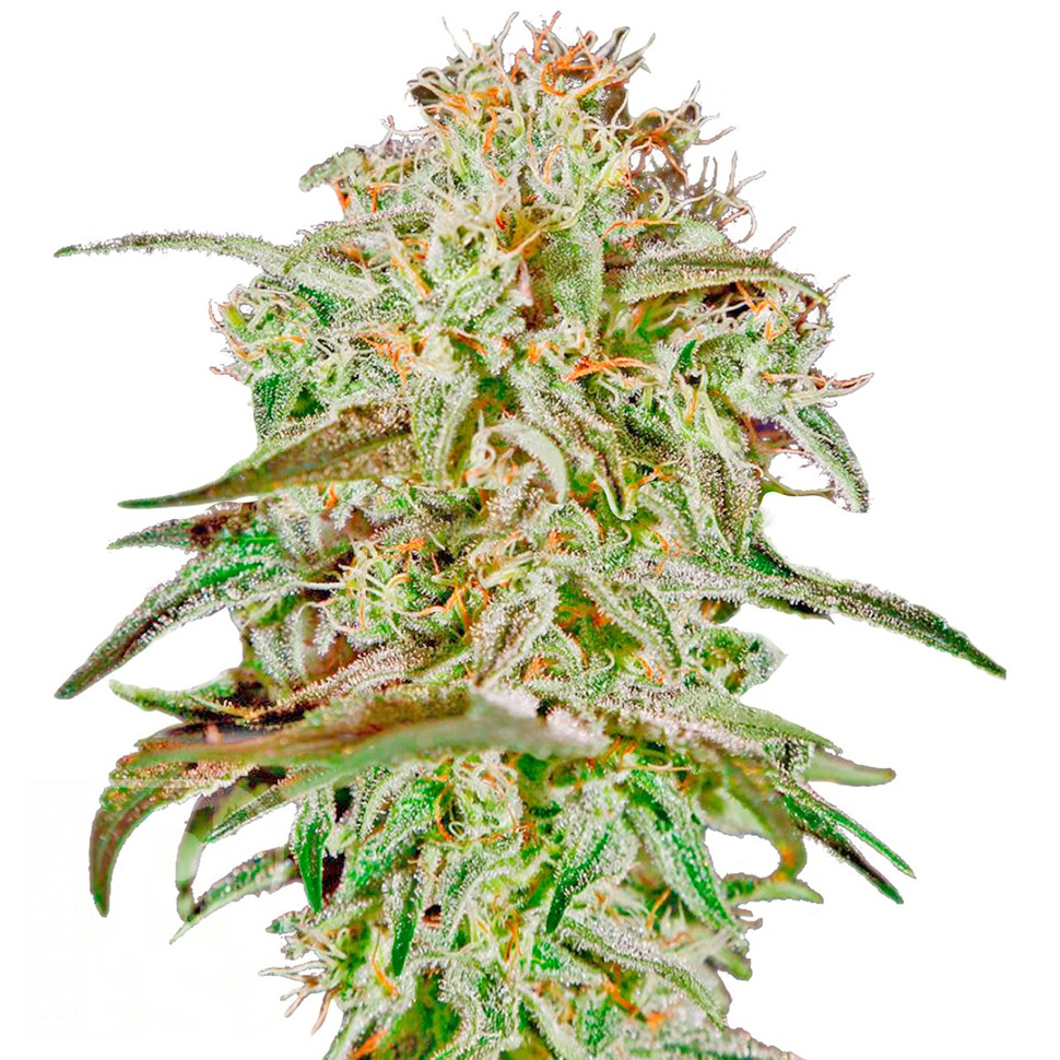 Семена ганжа  AMS feminised Ganja Seeds Семена ганжа  AMS feminised Ganja Seeds