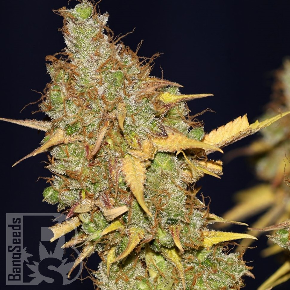Семена ганжа  AMS feminised Ganja Seeds Семена ганжа  AMS feminised Ganja Seeds