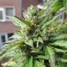 Семена марихуаны  Northern Lights x Skunk feminised Ganja Seeds Семена марихуаны  Northern Lights x Skunk feminised Ganja Seeds