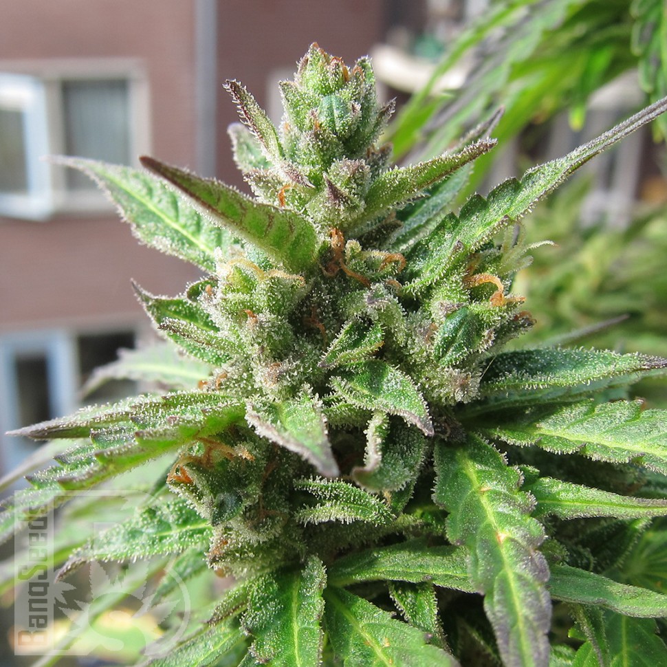 Семена марихуаны  Northern Lights x Skunk feminised Ganja Seeds