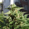 Семена марихуаны  Northern Lights x Skunk feminised Ganja Seeds Семена марихуаны  Northern Lights x Skunk feminised Ganja Seeds