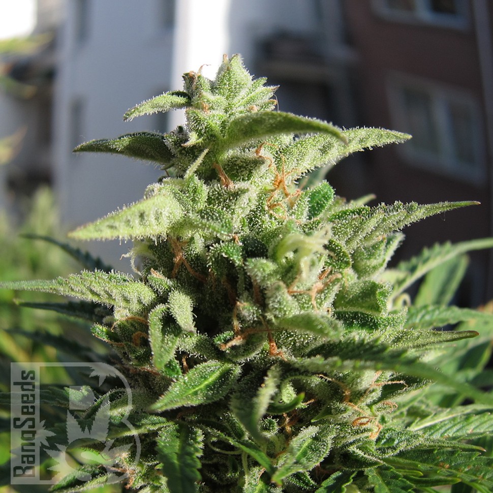 Семена марихуаны  Northern Lights x Skunk feminised Ganja Seeds Семена марихуаны  Northern Lights x Skunk feminised Ganja Seeds
