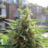 Семена марихуаны  Northern Lights x Skunk feminised Ganja Seeds Семена марихуаны  Northern Lights x Skunk feminised Ganja Seeds