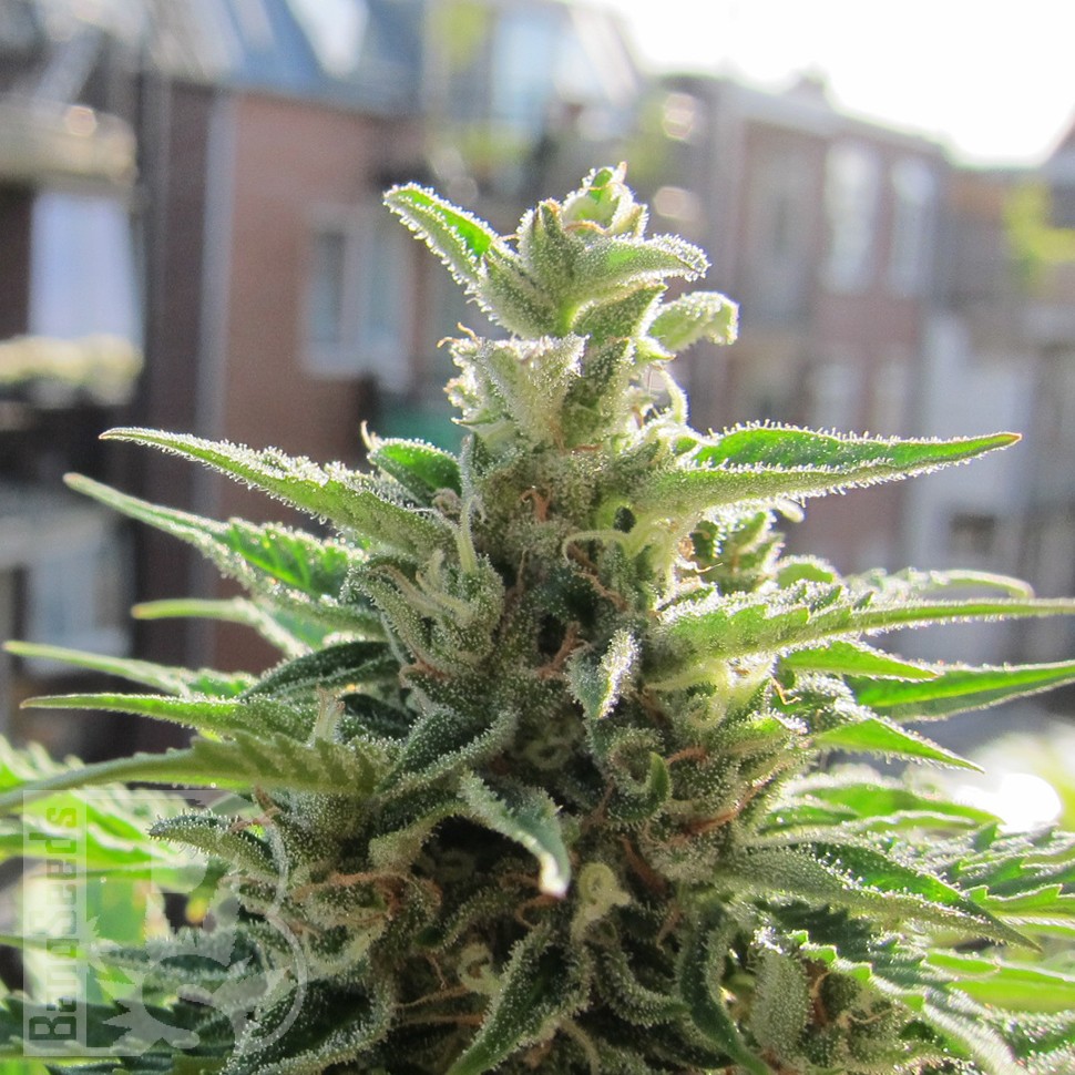 Семена марихуаны  Northern Lights x Skunk feminised Ganja Seeds Семена марихуаны  Northern Lights x Skunk feminised Ganja Seeds