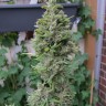 Семена марихуаны  Northern Lights x Skunk feminised Ganja Seeds Семена марихуаны  Northern Lights x Skunk feminised Ganja Seeds