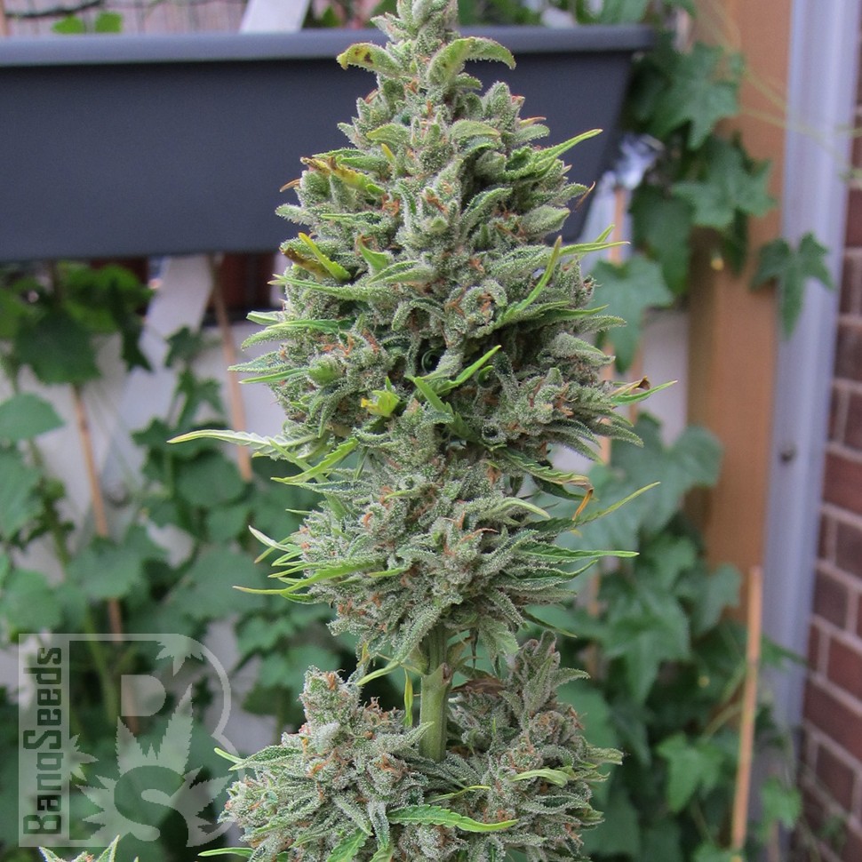 Семена марихуаны  Northern Lights x Skunk feminised Ganja Seeds Семена марихуаны  Northern Lights x Skunk feminised Ganja Seeds