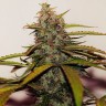 заказать семена конопли Auto Big Devil feminised заказать семена конопли Auto Big Devil feminised