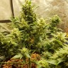 купить семена конопли недорого Auto Big Devil feminised купить семена конопли недорого Auto Big Devil feminised