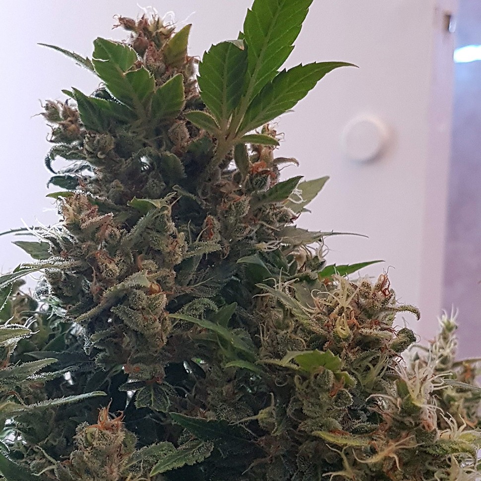 купить семена конопли в оригинальных упаковках Auto Big Devil feminised купить семена конопли в оригинальных упаковках Auto Big Devil feminised