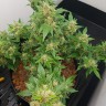 купить урожайные семена конопли Auto Big Devil feminised купить урожайные семена конопли Auto Big Devil feminised