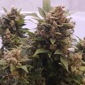 купить качественные семена конопли Auto Big Devil feminised купить качественные семена конопли Auto Big Devil feminised