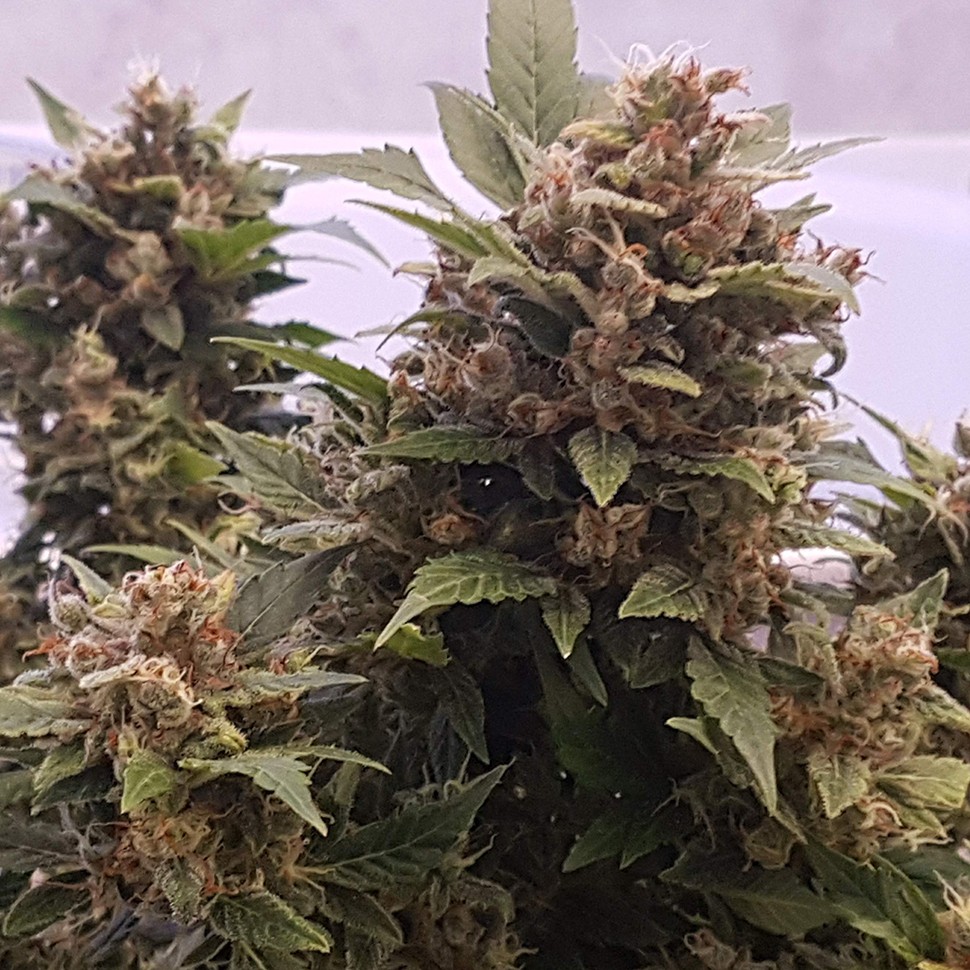 Семена конопли  Auto Big Devil feminised Ganja Seeds