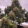 купить семена конопли феминизированные Auto Big Devil feminised купить семена конопли феминизированные Auto Big Devil feminised
