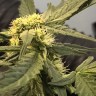 заказ семян конопли Нур-Султан Auto Big Devil feminised Ganja Seeds заказ семян конопли Нур-Султан Auto Big Devil feminised Ganja Seeds