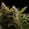 Семена конопли  Bubbleberry regular Ganja Seeds Семена конопли  Bubbleberry regular Ganja Seeds