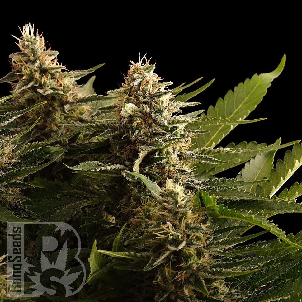 Семена конопли  Bubbleberry regular Ganja Seeds Семена конопли  Bubbleberry regular Ganja Seeds