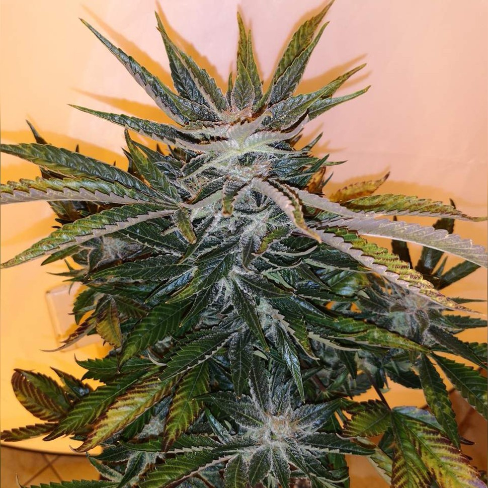 купить семена индийской конопли White russian x White widow (Russian Widow) reg купить семена индийской конопли White russian x White widow (Russian Widow) reg