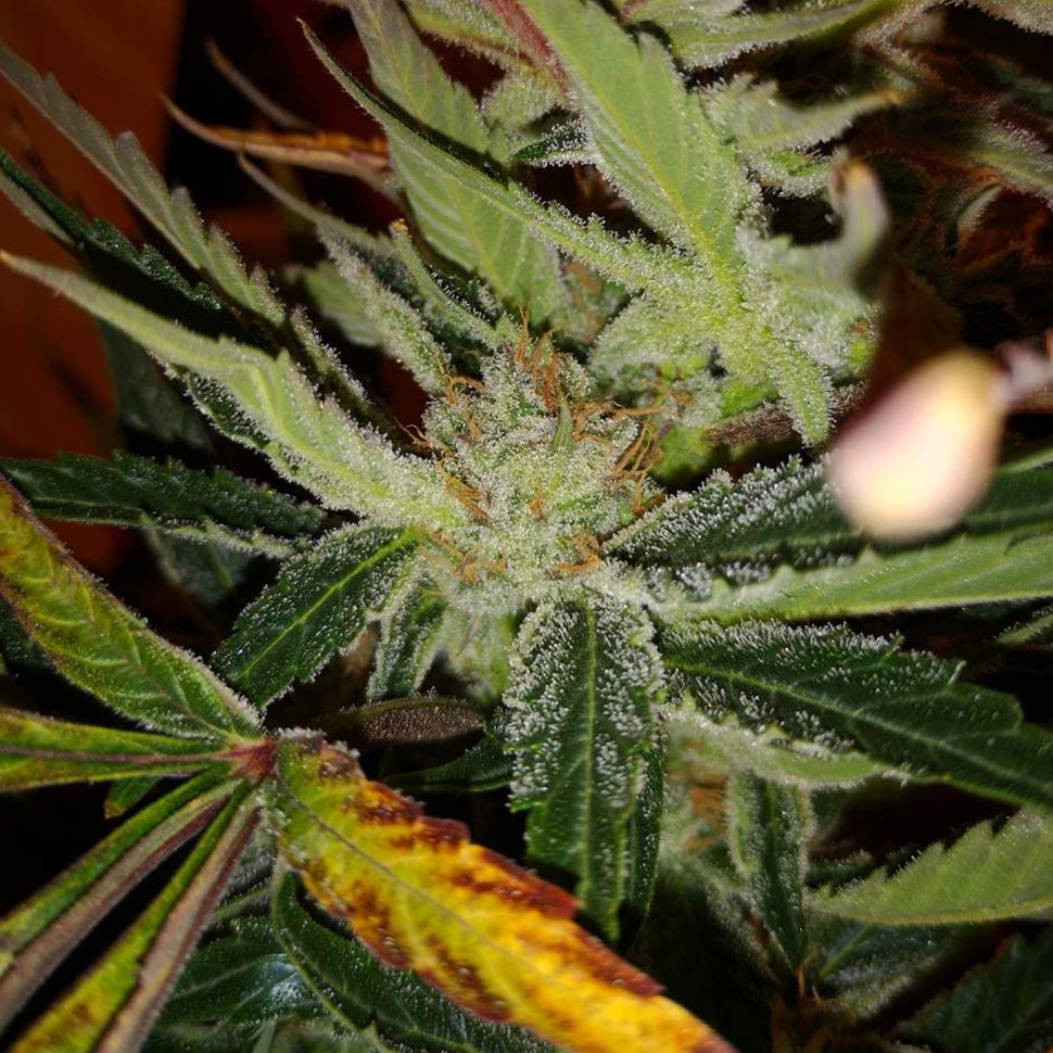заказать семена конопли курьером White russian x White widow (Russian Widow) reg заказать семена конопли курьером White russian x White widow (Russian Widow) reg