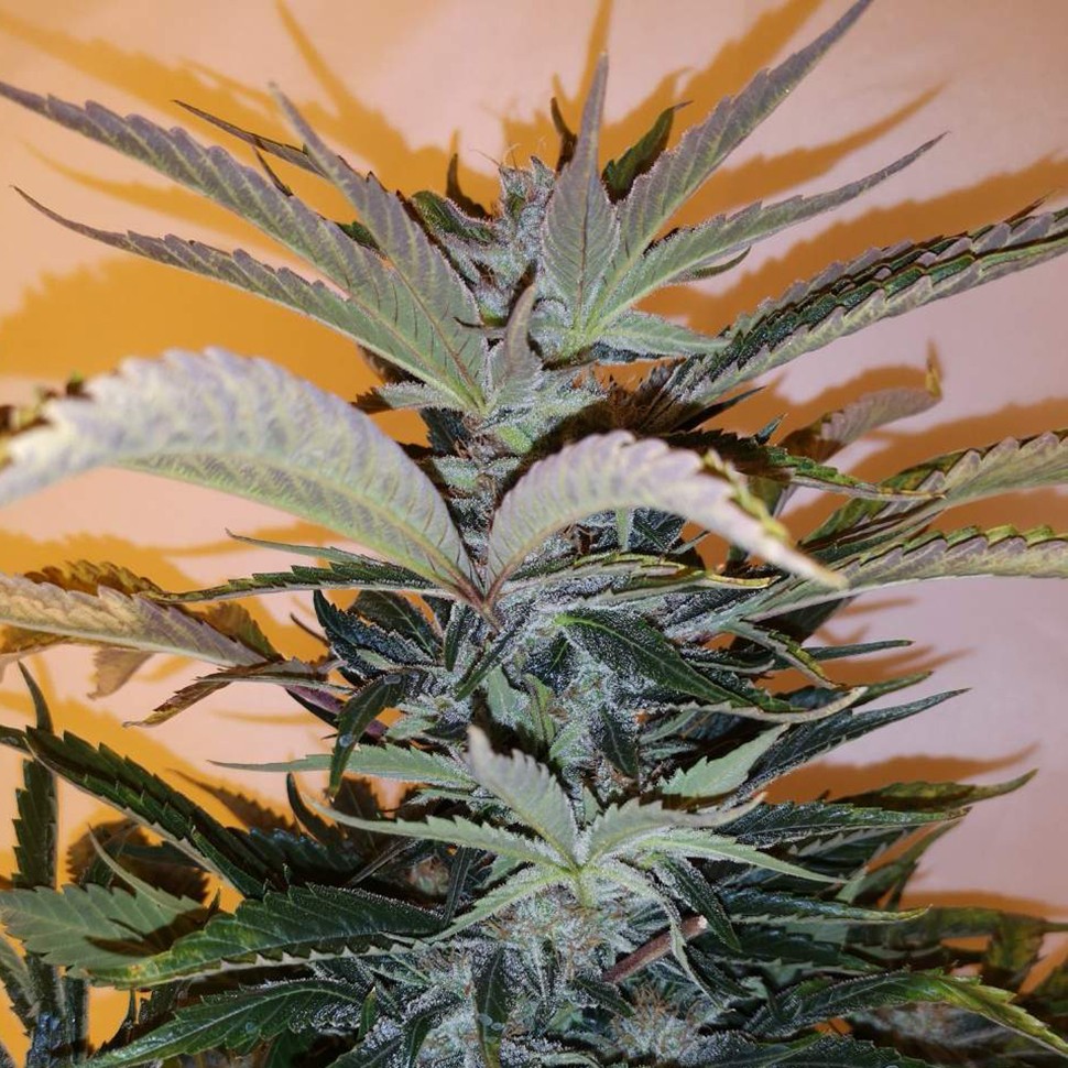купить мощные семена конопли White russian x White widow (Russian Widow) reg купить мощные семена конопли White russian x White widow (Russian Widow) reg