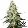 заказать семена конопли Украина Казахстан Auto White Widow feminised заказать семена конопли Украина Казахстан Auto White Widow feminised