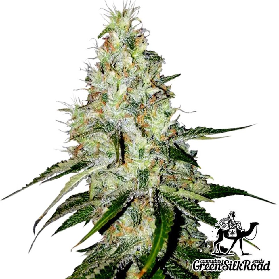 Семена  Auto White Widow feminised Green Silk Road Seeds