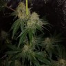 семена конопли курьером Auto OG Kush feminised Victory Seeds семена конопли курьером Auto OG Kush feminised Victory Seeds
