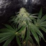 семена конопли Алма-Ата Auto OG Kush feminised Victory Seeds семена конопли Алма-Ата Auto OG Kush feminised Victory Seeds