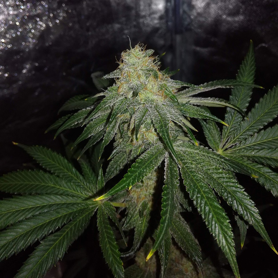 семена конопли Алма-Ата Auto OG Kush feminised Victory Seeds семена конопли Алма-Ата Auto OG Kush feminised Victory Seeds
