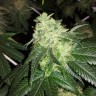 семена конопли марихуаны Auto OG Kush feminised Victory Seeds семена конопли марихуаны Auto OG Kush feminised Victory Seeds