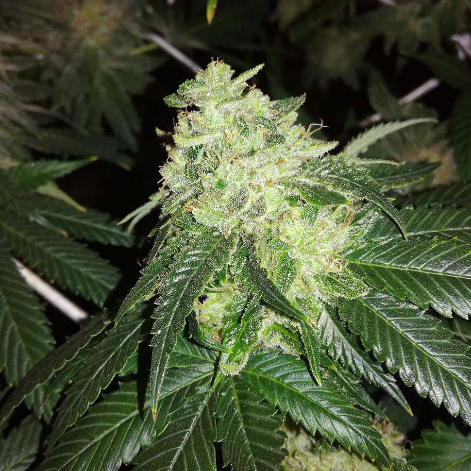 семена конопли марихуаны Auto OG Kush feminised Victory Seeds семена конопли марихуаны Auto OG Kush feminised Victory Seeds