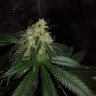 семена конопли элитных сортов Auto OG Kush feminised Victory Seeds семена конопли элитных сортов Auto OG Kush feminised Victory Seeds
